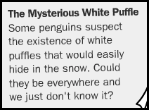 Club Penguin White Puffle Rumours